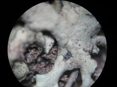 Xanthoparmelia wyomingica