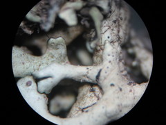 Xanthoparmelia wyomingica