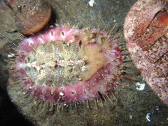 Placiphorella velata