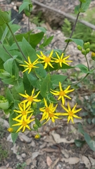 Senecio velleioides