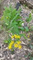 Senecio velleioides