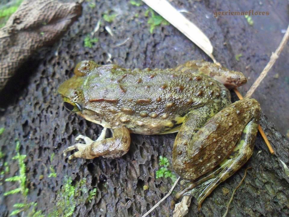Philippine Wart Frog