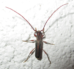 Ossibia fuscata