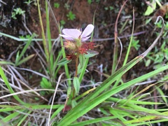 Pterolepis glomerata