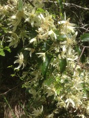 Clematis cunninghamii