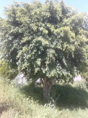 Magnoliopsida