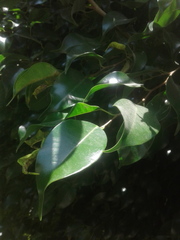 Ficus benjamina