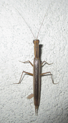 Galepsus