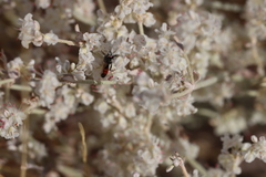 Eriogonum niveum