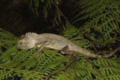 Lophosaurus spinipes