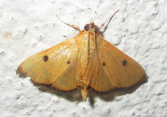 Phostria bistigmalis