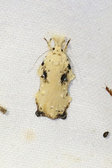 Tonica effractella
