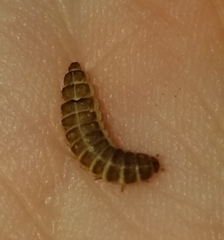 Greenarus thoracicus