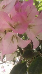 Bougainvillea