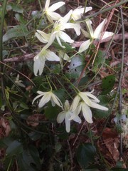 Clematis cunninghamii