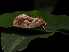 Eudocima smaragdipicta