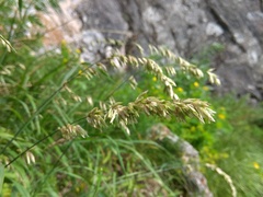 Melica altissima