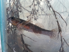 Gobiomorphus huttoni