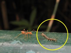 Homodes bracteigutta