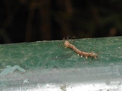 Homodes bracteigutta