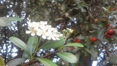 Pyracantha koidzumii