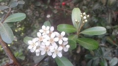 Pyracantha koidzumii