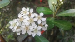 Pyracantha koidzumii