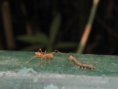 Homodes bracteigutta