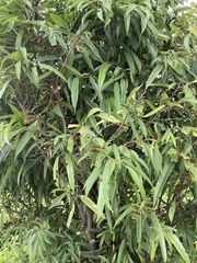 Ficus binnendykii