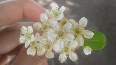 Pyracantha koidzumii