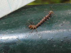 Homodes bracteigutta