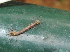 Homodes bracteigutta