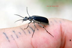 Epicauta cinerea-group