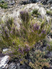 Carmichaelia compacta