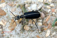 Epicauta cinerea-group