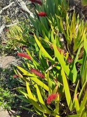 Xeronema callistemon