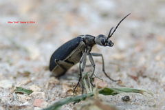 Epicauta cinerea-group