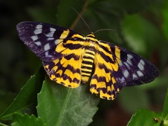 Dysphania subrepleta