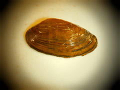 Venustaconcha ellipsiformis