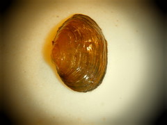 Venustaconcha ellipsiformis