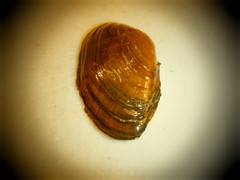 Venustaconcha ellipsiformis