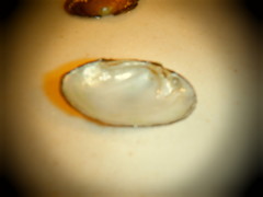 Venustaconcha ellipsiformis