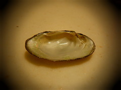 Venustaconcha ellipsiformis