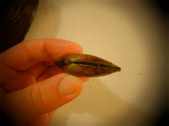 Venustaconcha ellipsiformis