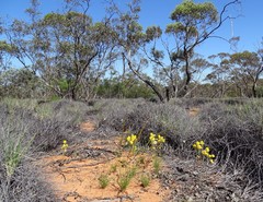 Waitzia acuminata