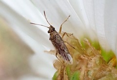 Nysius vinitor