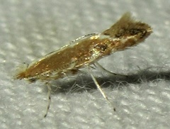 Cameraria quercivorella