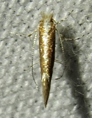 Cameraria quercivorella