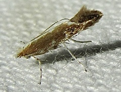 Cameraria quercivorella