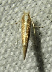 Cameraria quercivorella